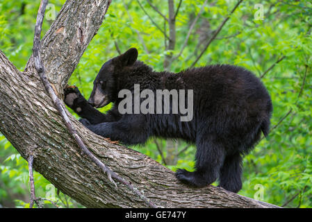 Black Bear yearling Urus americanus, stretching, artigliando corteccia di albero, America del Nord Foto Stock
