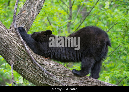 Black Bear yearling Urus americanus nella struttura ad albero, stretching, America del Nord Foto Stock