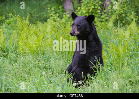Black Bear yearling Urus americanus, in corrispondenza del bordo della foresta, America del Nord Foto Stock