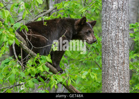 Black Bear yearling Urus americanus, appoggiato nella struttura ad albero, America del Nord Foto Stock