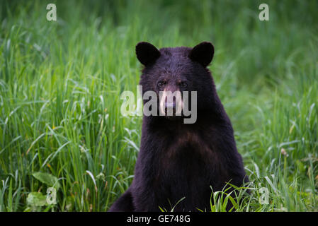 Black Bear yearling Urus americanus, America del Nord Foto Stock