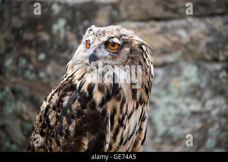 Unione gufo reale (Bubo bubo), © Jason Richardson / Alamy Live News Foto Stock