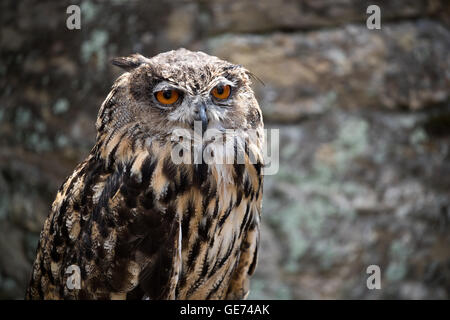 Unione gufo reale (Bubo bubo), © Jason Richardson / Alamy Live News Foto Stock