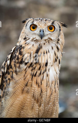 Il Bengala gufo reale (Bubo bengalensis), © Jason Richardson / Alamy Live News Foto Stock