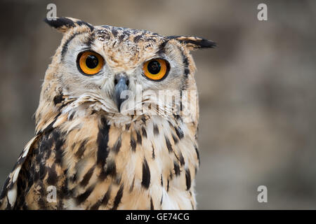 Il Bengala gufo reale (Bubo bengalensis), © Jason Richardson / Alamy Live News Foto Stock