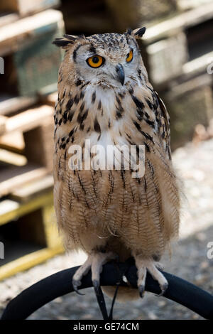 Il Bengala gufo reale (Bubo bengalensis), © Jason Richardson / Alamy Live News Foto Stock