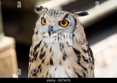 Il Bengala gufo reale (Bubo bengalensis), © Jason Richardson / Alamy Live News Foto Stock