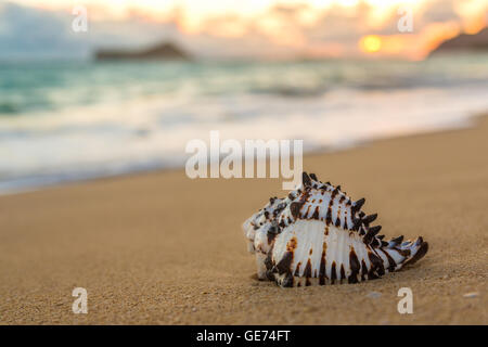 Una piccola conchiglia sulla sabbia a Waimanalo Beach su Oahu, Hawaii Foto Stock