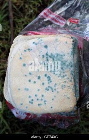 Ammuffito pane bianco Foto Stock