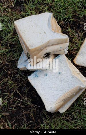 Ammuffito pane bianco Foto Stock