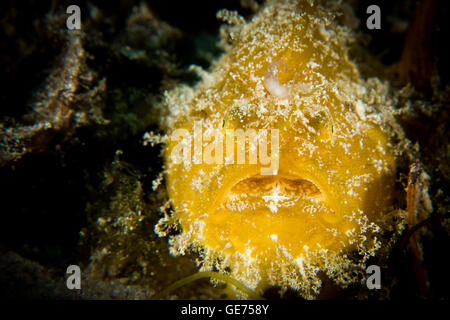 Un giallo Rana pescatrice pelose - Antennarius striatus - si nasconde tra le alghe in attesa di prede. Prese nel Parco Nazionale di Komodo Indonesia. Foto Stock