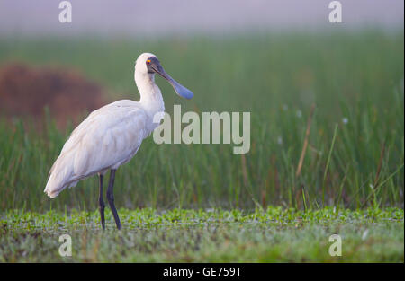 Un Royal spatola Platalea regia, in piedi sul bordo di una verde zona umida con copia spazio. Foto Stock