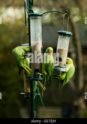 Rose-inanellato o anello a collo di cocorite [Psittacula krameri] su birdfeeders nel giardino urbano. Londra, Regno Unito. Foto Stock