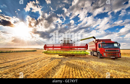 Mietitrebbia in azione sul campo di grano, grani di scarico Foto Stock