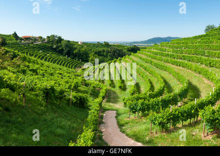 Prosecco vigneti, al mattino durante il periodo estivo, Valdobbiadene, Italia. Preso il 17 luglio 2016. Foto Stock