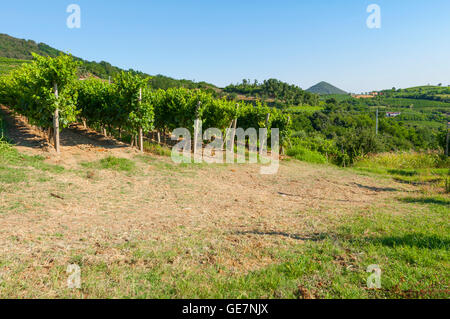 Prosecco Vigneti a luce diurna, durante l'estate sui Colli Euganei. Preso il 16 luglio 2016. Foto Stock