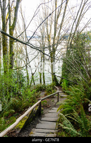 Passi che conducono verso il basso attraverso i boschi di Manchester del Parco Statale di Port Orchard Seattle Washington, Stati Uniti d'America Foto Stock