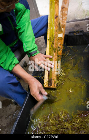 Tecniche di produzione della carta a Gokayama, Giappone Foto Stock