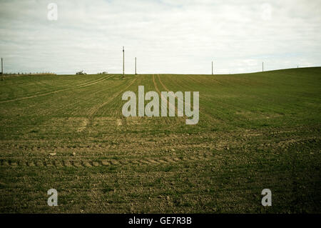 Vista lungo linee di perforazione di giovani di grano di inverno e poli elettrici Foto Stock