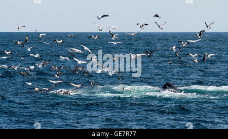 Il Boston Harbor Whale Watching Adventures Foto Stock