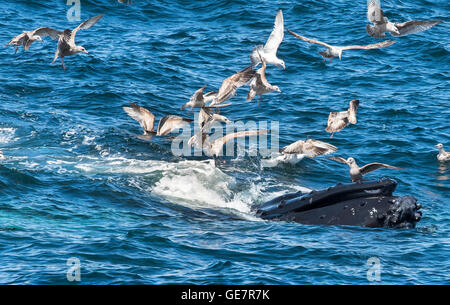 Il Boston Harbor Whale Watching Adventures Foto Stock