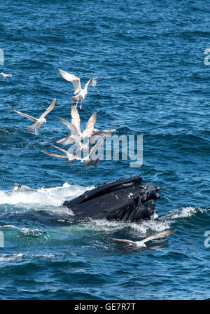 Il Boston Harbor Whale Watching Adventures Foto Stock