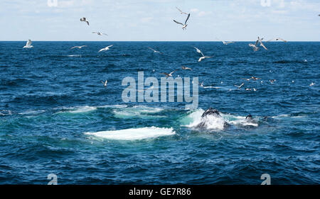 Il Boston Harbor Whale Watching Adventures Foto Stock