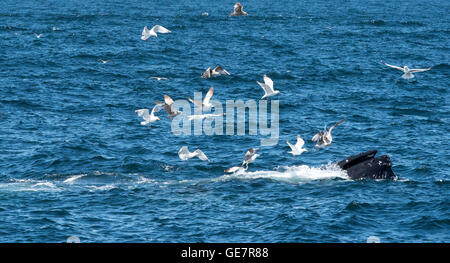 Il Boston Harbor Whale Watching Adventures Foto Stock