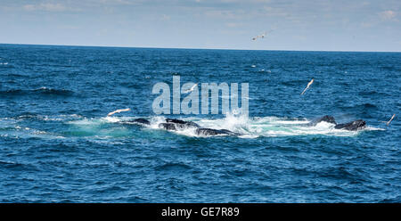 Il Boston Harbor Whale Watching Adventures Foto Stock