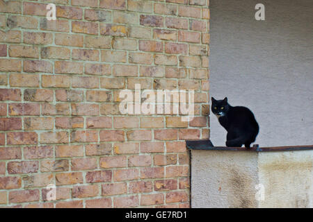 Bicolor cat seduto su una parete per esterno Foto Stock