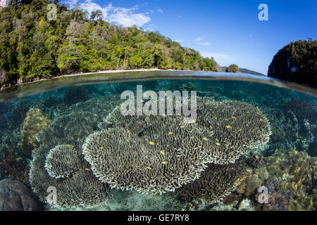 Un set di sani di coralli cresce in acque poco profonde in Raja Ampat, Indonesia. Questa regione è nota per la sua alta biodiversità marina. Foto Stock