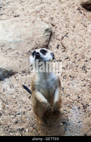 Un singolo Meerkat standing in stato di allerta o di guardia Foto Stock