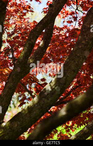 Close-up di immagine giapponese Acero Rosso foglie di albero in primavera in una giornata di sole. Foto Stock