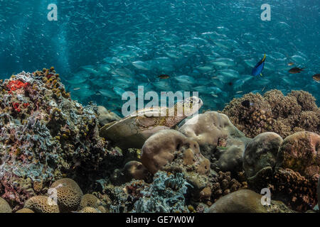 Subacquea oceano mare turtle wideanlge Coral reef scuba diving turismo avventura in Asia Foto Stock