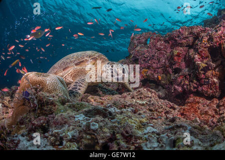 Subacquea oceano mare turtle wideanlge Coral reef scuba diving turismo avventura in Asia Foto Stock