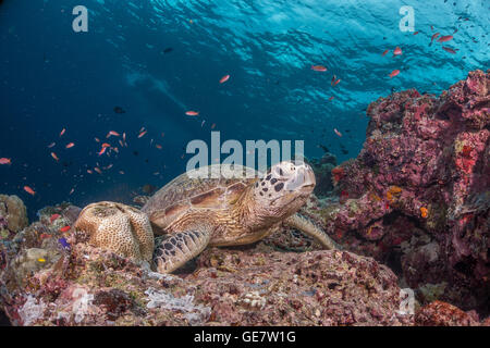 Subacquea oceano mare turtle wideanlge Coral reef scuba diving turismo avventura in Asia Foto Stock