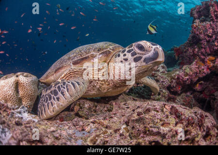 Subacquea oceano mare turtle wideanlge Coral reef scuba diving turismo avventura in Asia Foto Stock