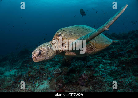 Subacquea oceano mare turtle wideanlge Coral reef scuba diving turismo avventura in Asia Foto Stock