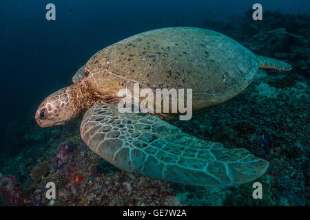 Subacquea oceano mare turtle wideanlge Coral reef scuba diving turismo avventura in Asia Foto Stock