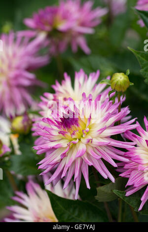 Dahlia Mellanie Pearsons Foto Stock