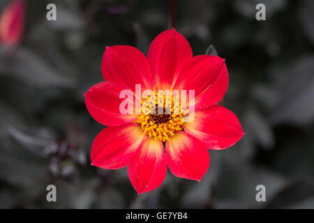 Dahlia felice unica fiamma Foto Stock