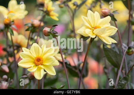 Dahlia Classic estate Foto Stock