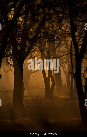 Dhonk o Anogeissus pendula alberi in un asciutto foreste decidue di Ranthambhore all'alba Foto Stock