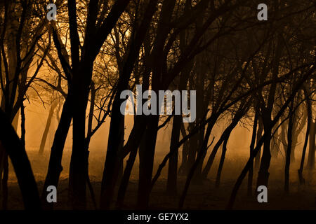 Dhonk o Anogeissus pendula alberi in un asciutto foreste decidue di Ranthambhore all'alba Foto Stock