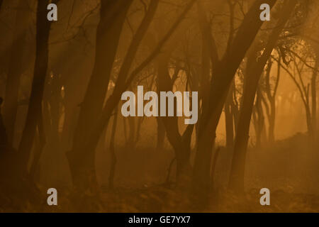 Dhonk o Anogeissus pendula alberi in un asciutto foreste decidue di Ranthambhore all'alba Foto Stock