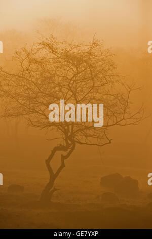 Dhonk o Anogeissus pendula alberi in un asciutto foreste decidue di Ranthambhore all'alba Foto Stock