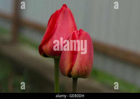 Tulipani rossi fiorisce in primavera sulla aiuola Foto Stock