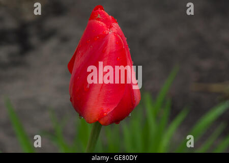 Tulipani rossi fiorisce in primavera sulla aiuola Foto Stock