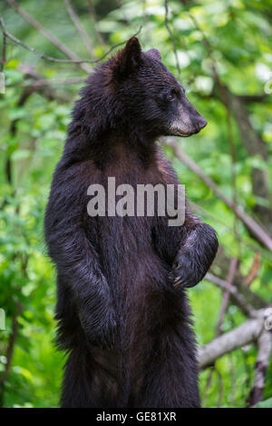Black Bear yearling Urus americanus, in piedi sulle zampe posteriori, America del Nord Foto Stock