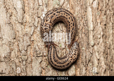 Due tondi di Leopard (Limax maximus) corte dal volteggiare tra loro sul lato di un albero prima dell'accoppiamento. Foto Stock